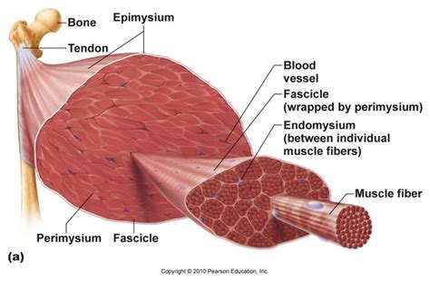 the muscles are labeled in this diagram