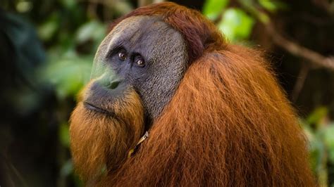 Interesting Facts About Orangutans