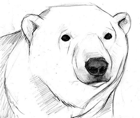 polar bear face drawing - Google Search | Polar bear drawing, Bear face drawing, Bear drawing