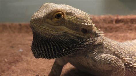 3 Best Pet Lizard Beginners Guide - Your Pet Planet