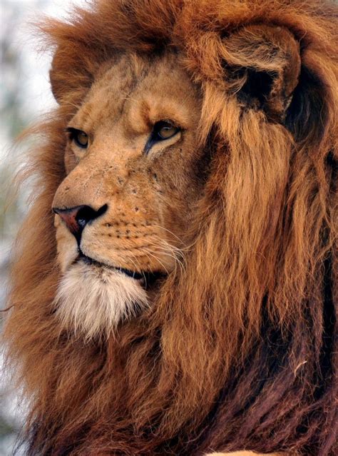 Something's Going on in That Male Lion's Head. Wildlife Pictures, Lion Pictures, Animal Pictures ...