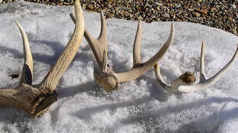 Ethics Course Required Before Gathering Shed Antlers in Utah | Rocky ...