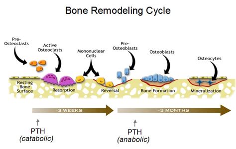 Bone remodeling