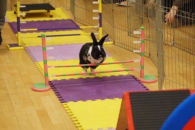 Rabbit Agility Contests - The Rabbit Hop