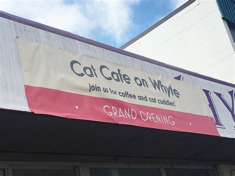 Cat Cafe on Whyte Ave Edmonton – LINDA HOANG | EDMONTON BLOGGER