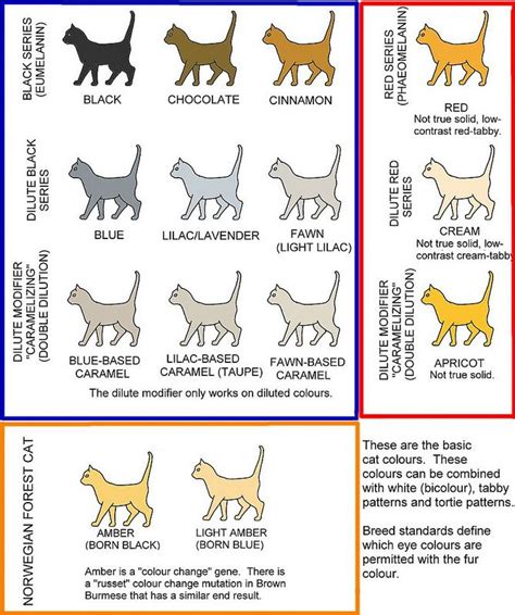 Basic Self-Solid Cat Colours | Cat colors, Ragdoll cat colors, Cat breeds