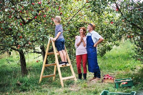 Apples in orchard stock photo. Image of delicious, basket - 16123502