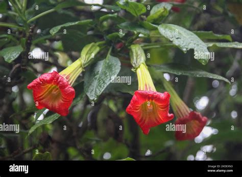 Plants in the Ecuadorian Amazonian rainforest photographed at the ...