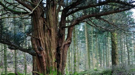 Yew (Taxus baccata) - British Trees - Woodland Trust