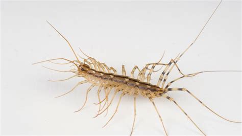 Does a House Centipede Bite? - A.N.T. Pest Control