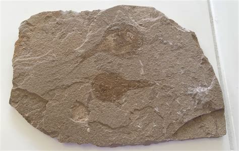 Triops longicaudatus?? ID request - Fossil ID - The Fossil Forum