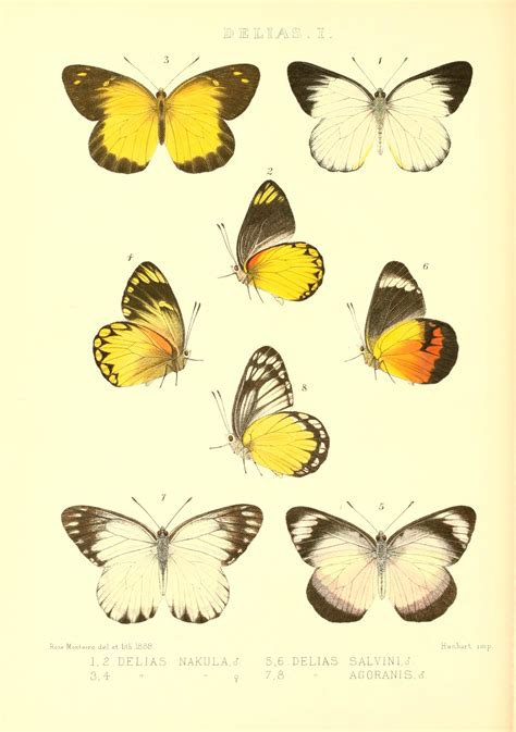 v. 1 - Rhopalocera exotica ; - Biodiversity Heritage Library | Biodiversity, Butterfly images ...