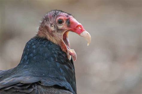 22 Of The World’s Ugliest Birds | Bird Spot