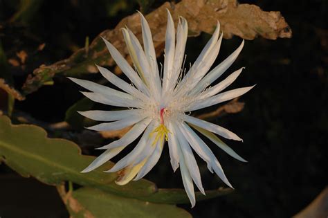 Night Blooming Orchid Cactus | The last summer bloom of 2007… | Flickr