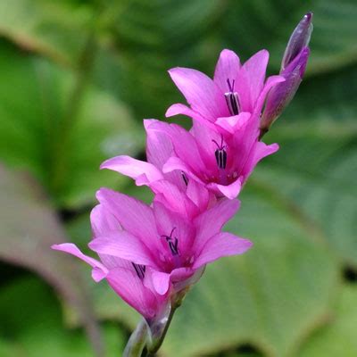 Dierama 'Pink Rocket' - Dorset Perennials