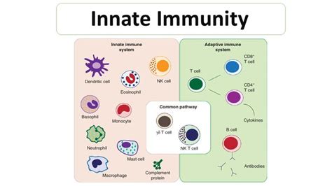 Innate Immunity: Description, Functions and Facts | Immune system, Immunity, Antigen presenting cell