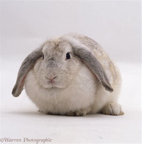 Female Silver French lop-eared rabbit photo WP21067