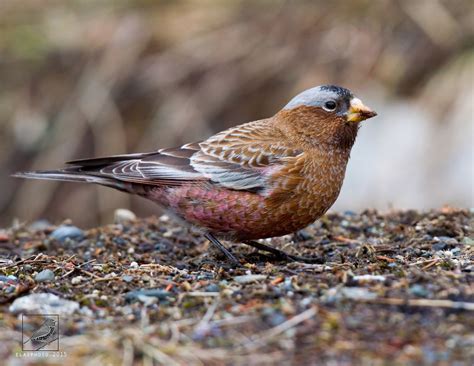 Gray-crowned Rosy Finch | This finch is a species of passeri… | Flickr