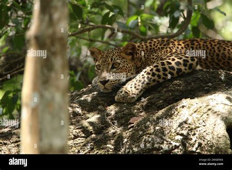 Sri Lankan leopards in the wild. Visit Sri Lanka Stock Photo - Alamy