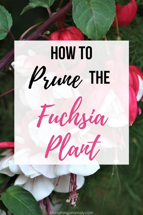 How to Prune the Fuchsia Plant | Fuchsia plant, Container gardening, Container garden design