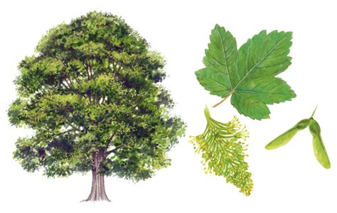 A simple guide to identifying British trees - Country Life