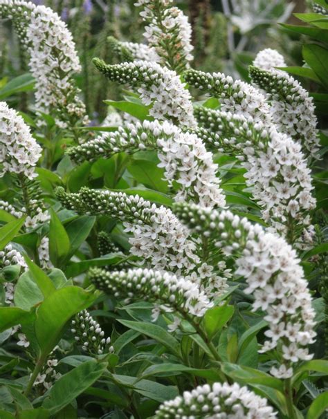 Lysimachia clethroides – The Teddington Gardener