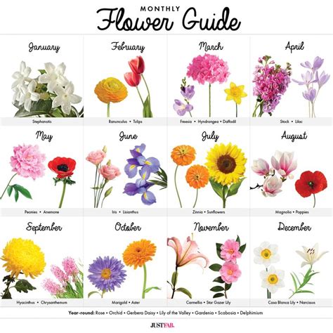 A Visual Guide to Wedding Flowers by Month | Birth flower tattoos, Birth flowers, Flower guide