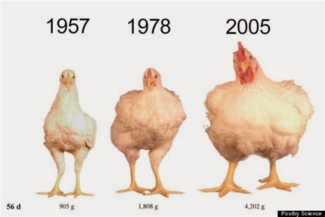 The Cooperative Farmer: The Evolution of American Chicken