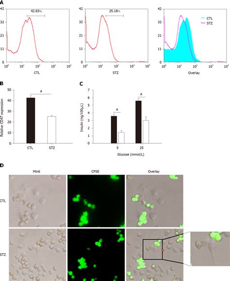 Macrophage phagocytosis assay in vitro. A and B: Flow cytometry results... | Download Scientific ...