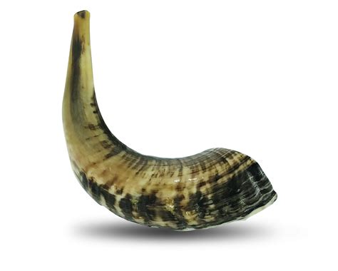 Buy Grey Medium Ram's Horn Shofar (15-16 inch) | Israel-Catalog.com