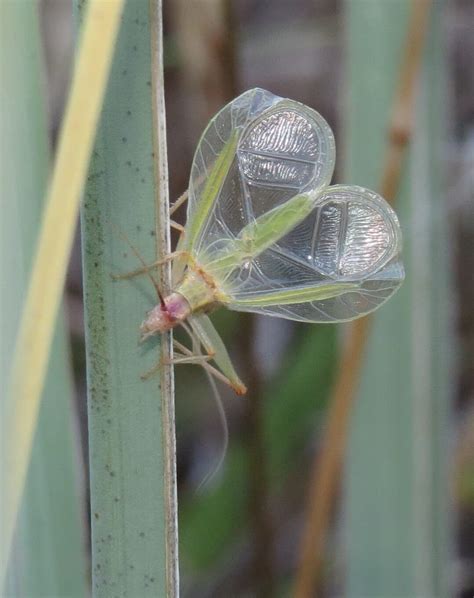 Why Do Crickets Sing? An Inside Look at a Cricket's Chirp - After Bite Insectlopedia