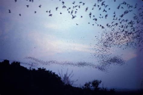 Fastest flying animals in the world are Brazilian free-tailed bats | WIRED UK