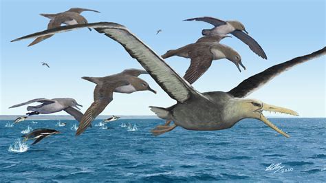 Antarctic fossils from 80s may belong to the largest flying bird ever