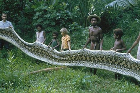 World Largest Anaconda On Record