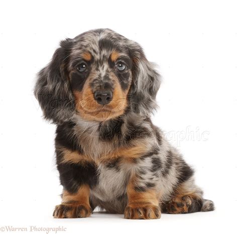 Dog: Long-haired Dapple Dachshund puppy, 7 weeks old photo WP49198