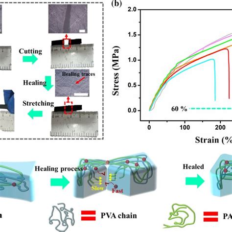 a Photograph of self-healing process for HB-Hydrogel, b mechanical... | Download Scientific Diagram