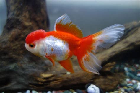 Oranda Goldfish Care: Tank & Pond Setup, Mates & Feeding