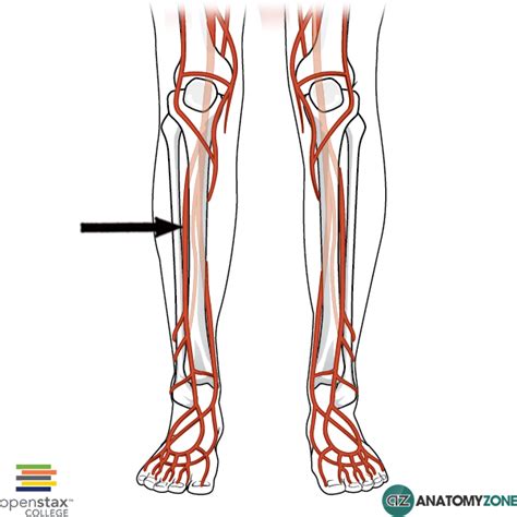 Anterior-Tibial-Artery - Florida Cardiology