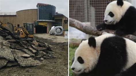 Calgary Zoo prepares panda pad for Chinese bears set to arrive next ...