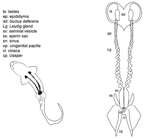 Animals | Free Full-Text | Reproductive Anatomy of Chondrichthyans: Notes on Specimen Handling ...