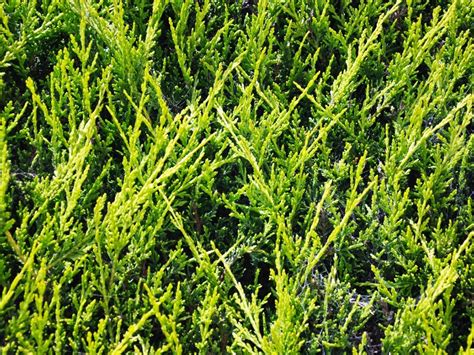 Diseases Of Leyland Cypress Trees - Tips On Leyland Cypress Disease Treatment