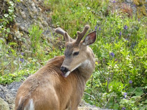 Chilean huemul: the Patagonian deer and lover of freezing weather | One ...