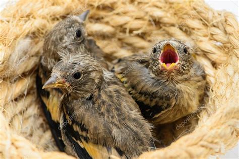 Baby goldfinch birds in nest — Stock Photo © lcagiao #109406828