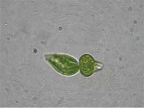 Binary fission Euglena - YouTube