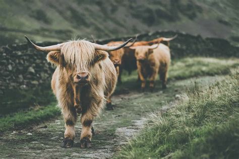 Highland Cows - Breed Profile, Facts & Photos