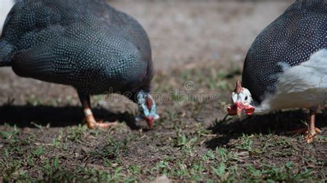 Two Wild Guinea Fowl Hen Feeding Outdoor Stock Photo - Image of dirt ...