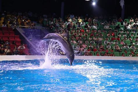 Dubai Dolphin and Seal Show Tickets | Book Online and Save up to 10% | BookMyTour