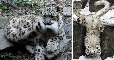 50 Unbelievable Fun Facts About Snow Leopards: Ultimate Guide 2024