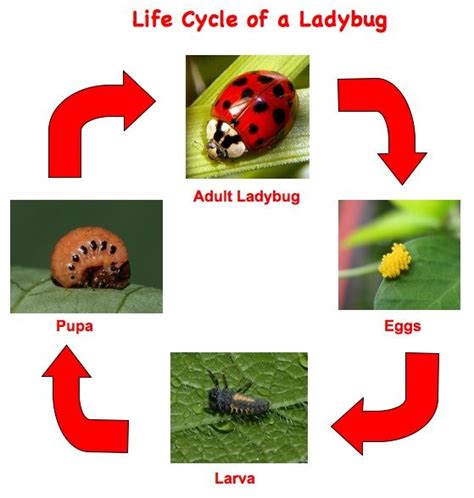 life cycle ladybug | Ladybugs preschool, Ladybug life cycle, Life cycles