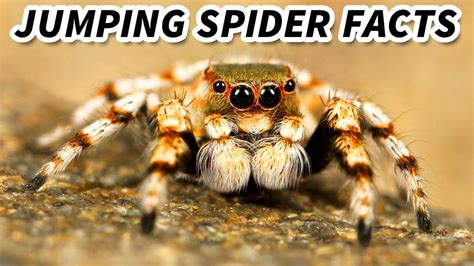 Jumping Spider Facts: the CUTEST Spiders 🕷️ Animal Fact Files - YouTube